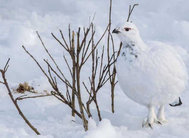 Willow Ptarmigan in snow