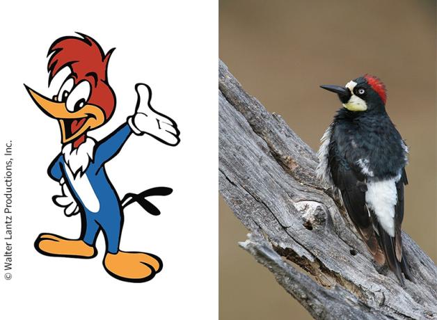 Woody Woodpecker and an Acorn Woodpecker