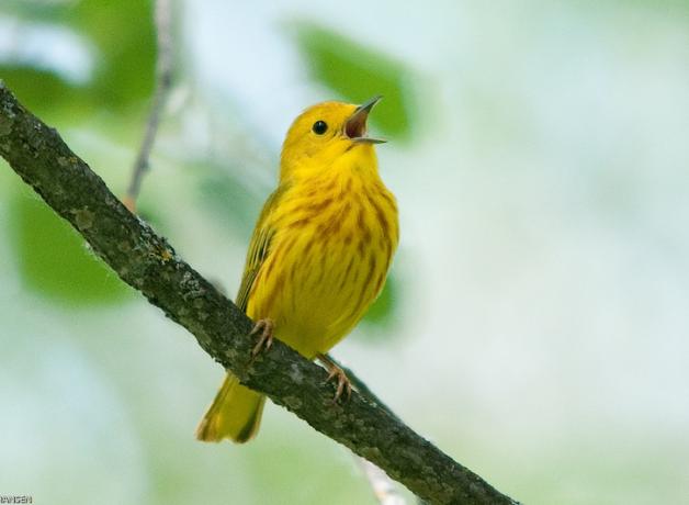 Yellow Warbler singing on a branch