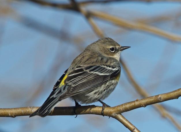 Yellow-rumped Warbler