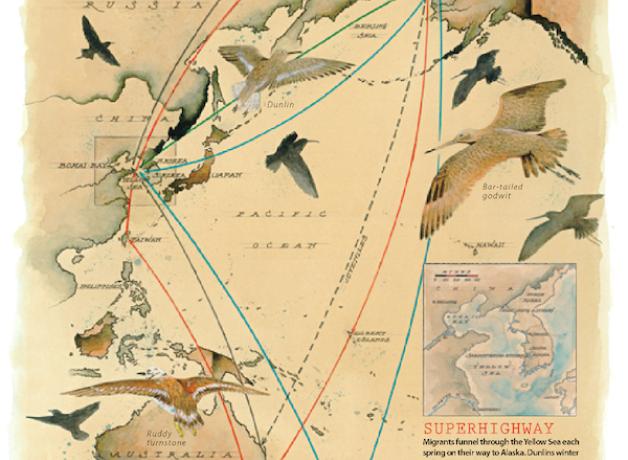 Yellow Sea migration map
