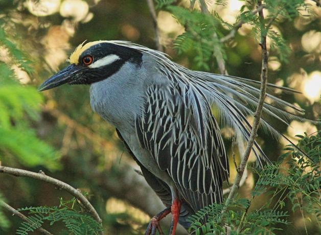 Yellow-crowned Night-Heron