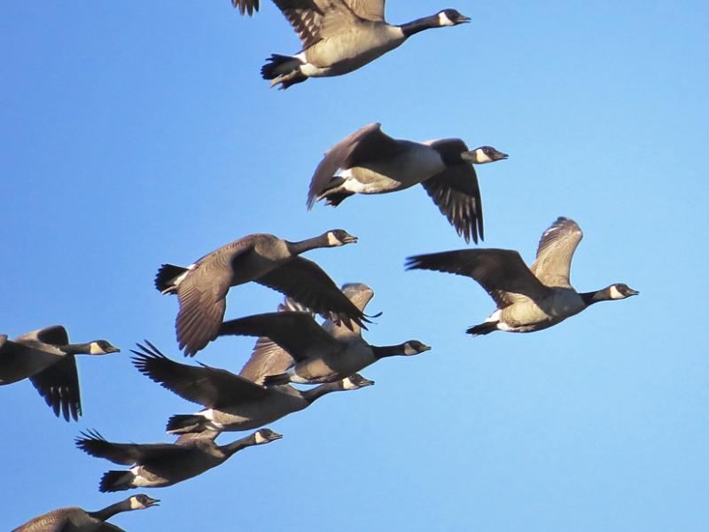 Canada Geese in flight BirdNote