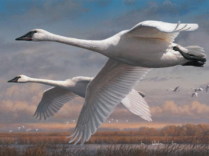 2016 2017 Federal Duck Stamp Artwork BirdNote