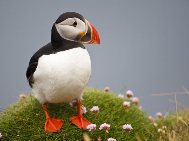 the great atlantic puffin company