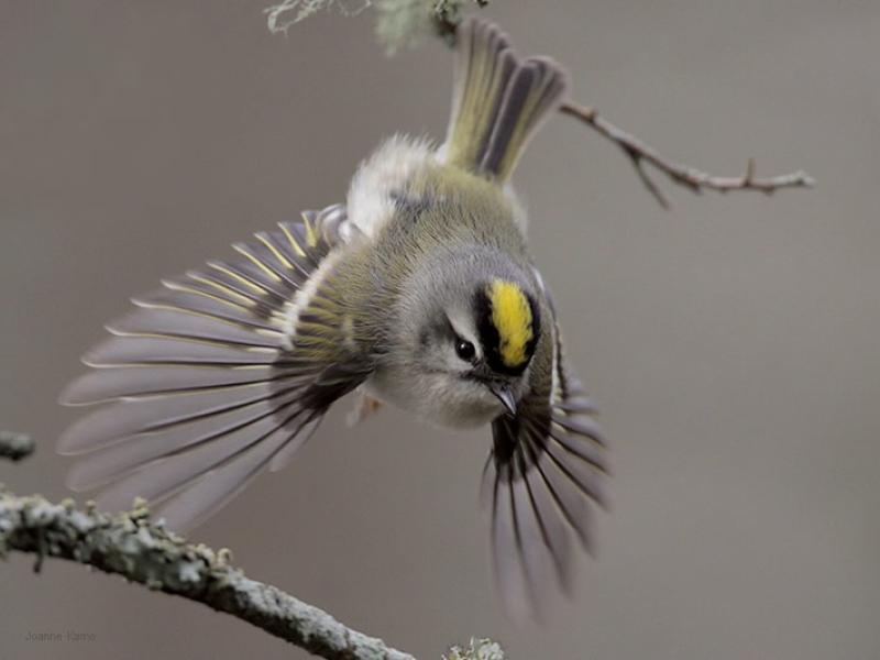 Golden-Crested Kinglet グレー バード イッタラ www.krzysztofbialy.com