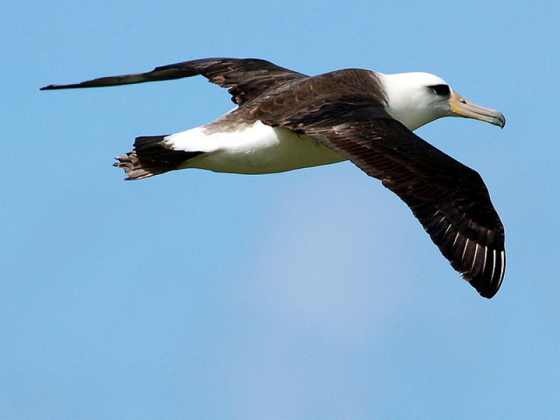 Laysan Albatross In Flight | BirdNote