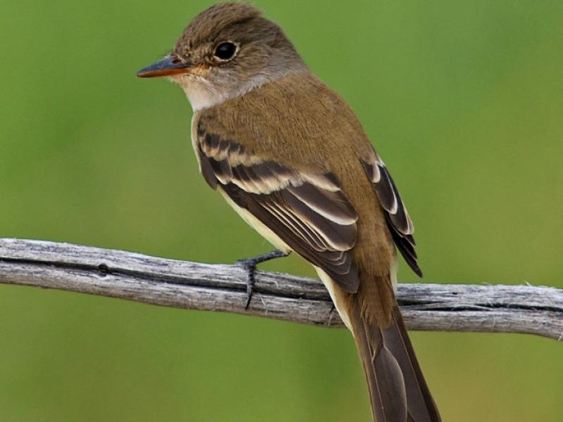 Southwestern Willow Flycatcher | BirdNote