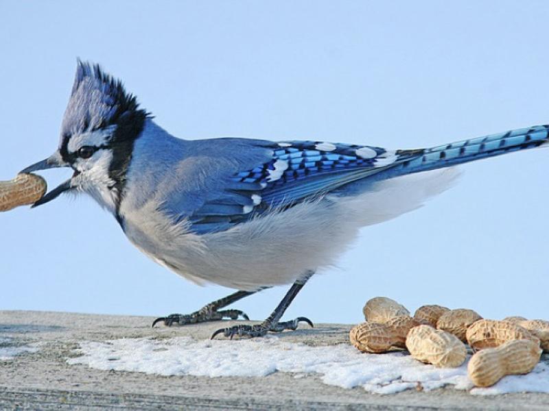 blue jays peanuts