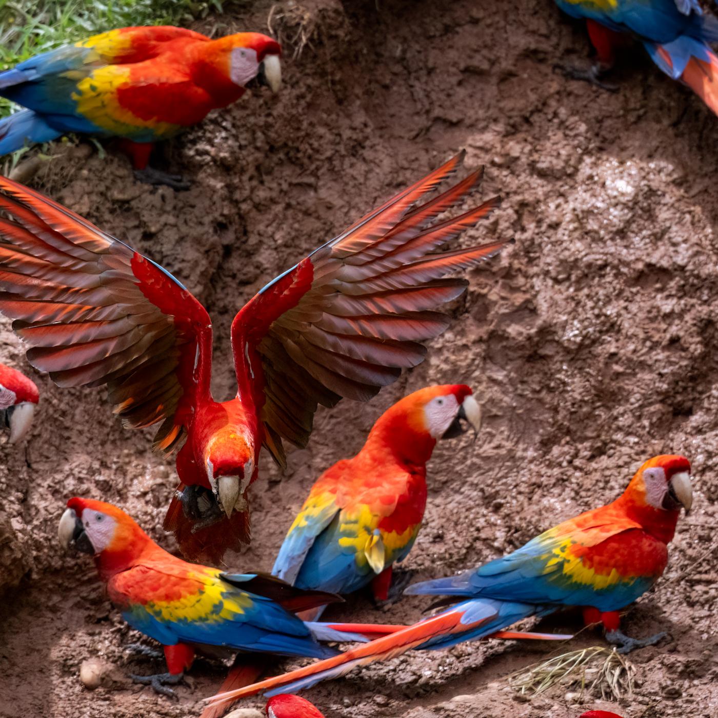 Scarlet Macaws