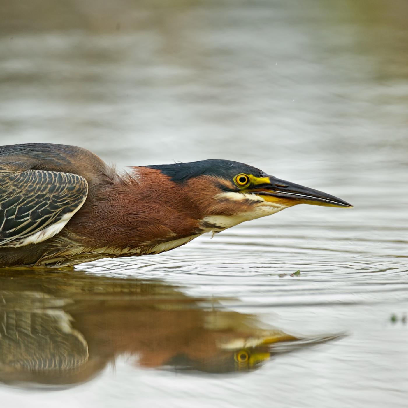 Green Heron