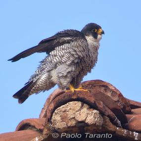 peregrine falcon sound