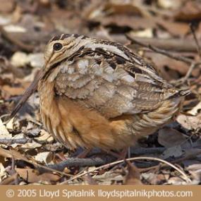 American Woodcock