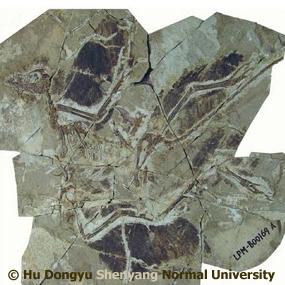 Anchiornis Huxleyi