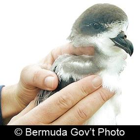 Bermuda Petrel