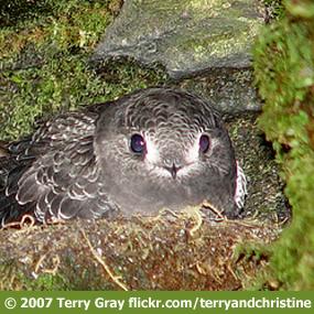 Black Swift in a Nest