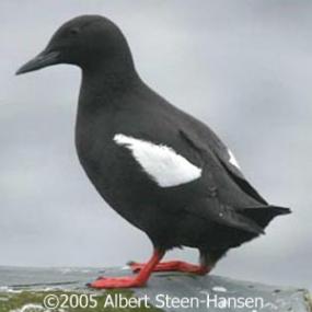 Black Guillemot