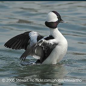 Bufflehead