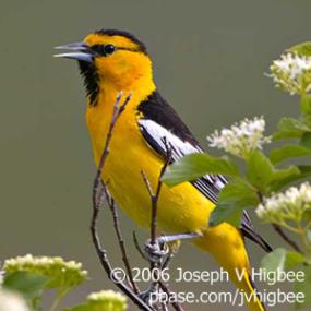 Bullock's Oriole
