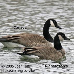 Cackling Goose or Canada Goose BirdNote