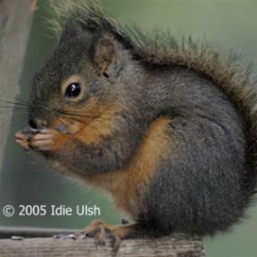 Douglas Squirrel