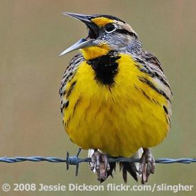 An Eastern Meadowlark Singing