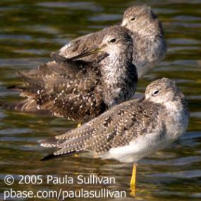 Greater Yellowlegs