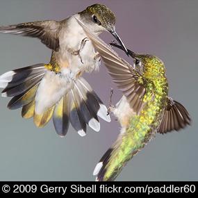 Hummingbirds Squabble