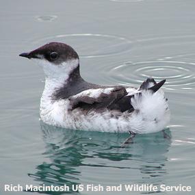Marbled Murrelet