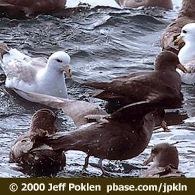Northern Fulmars