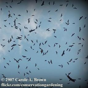 A Flock of Raptors