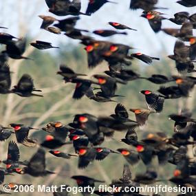 Red-winged Blackbirds