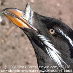 Rhinoceros Auklet