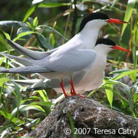 Roseate Tern