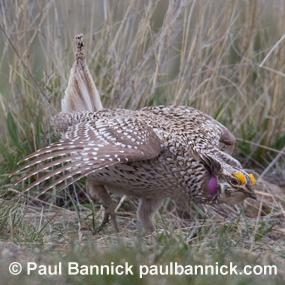 Sharp-tailed Grouse