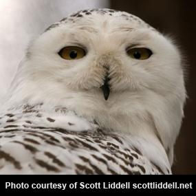 Snowy Owl