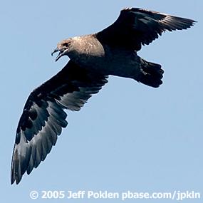 South Polar Skuas
