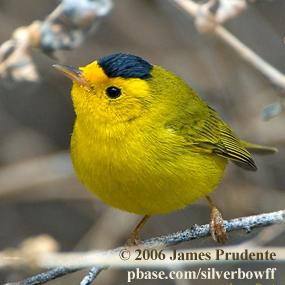 Wilson's Warbler