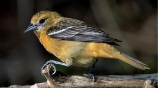 Female Baltimore Oriole showing her orangey head and body, dark beak, and brown and white striped wings
