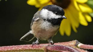 Black-capped Chickadee and sunflower