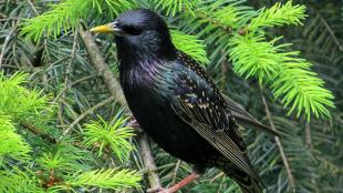 European Starling