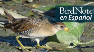 A Sora walks in a wetland