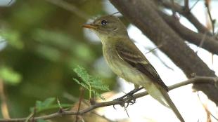 Southwestern Willow Flycatcher