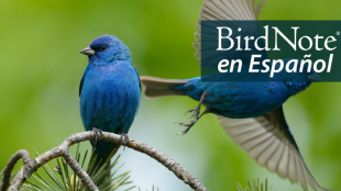 One bright blue Indigo Bunting perches while another takes flight