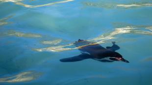 Humboldt Penguin