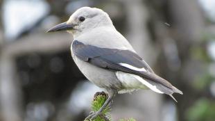 Clark's Nutcracker