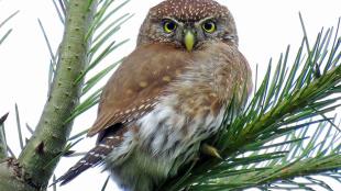 Northern Pygmy-Owl