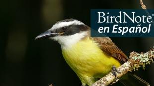 Closeup of a perching Great Kiskadee showing the bird's contrasting black and white head and yellow breast