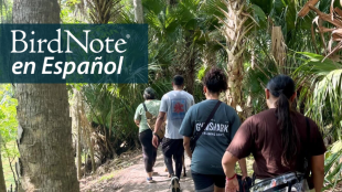 A group of hikers walking through a forest in Florida, seen from behind