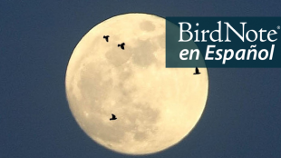 Birds in silhouette flying in front of the moon